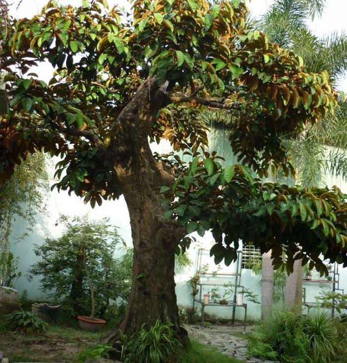 Trồng cây gì trước nhà biệt thự