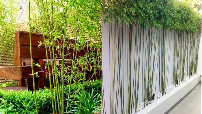 Trồng cây gì trước nhà biệt thự