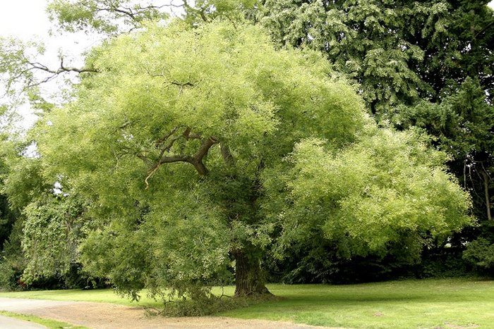 Trồng cây gì trước nhà biệt thự