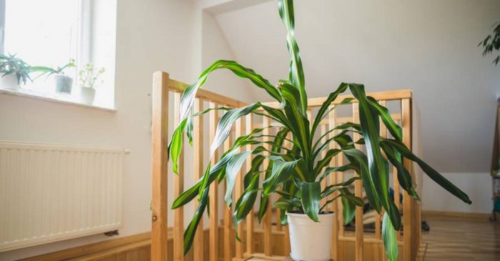 Trồng cây gì trước nhà biệt thự