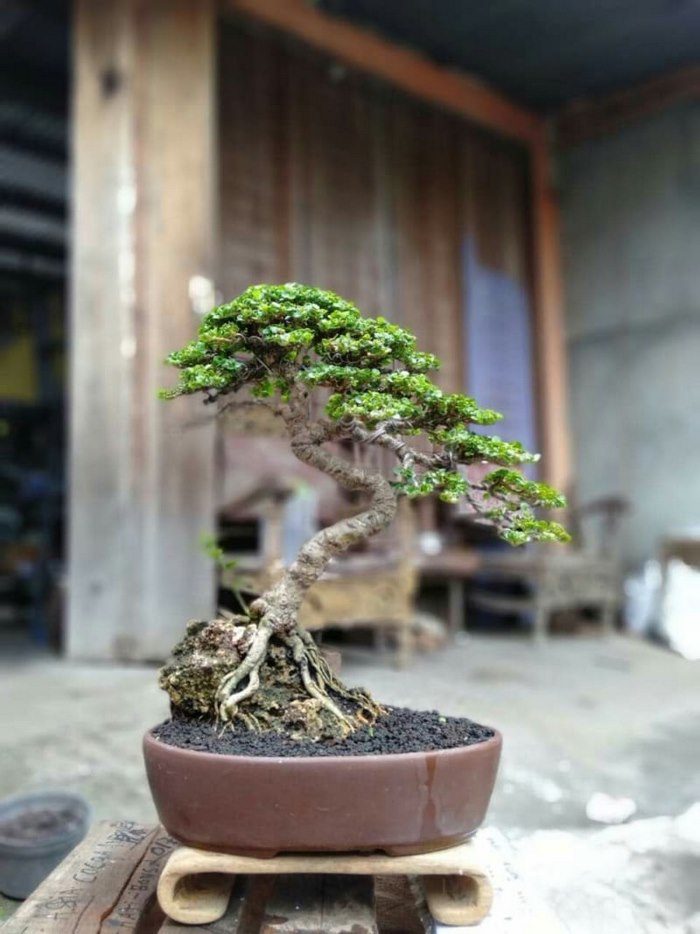 Trồng cây gì trước nhà biệt thự