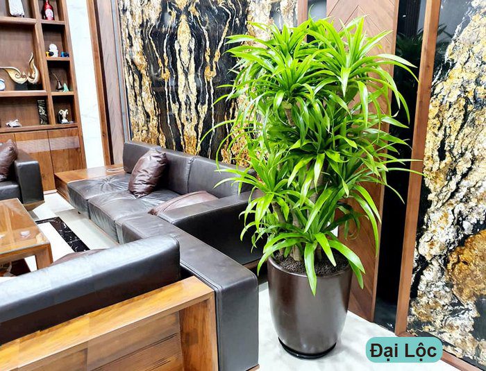 Trồng cây gì trước nhà biệt thự