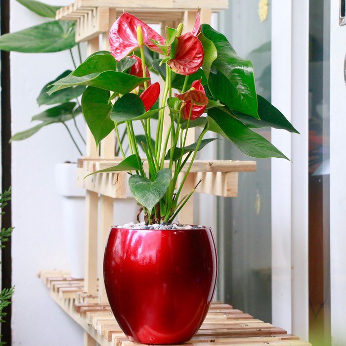 Cây Hồng Môn mang lại nhiều may mắn, tài vận đặc biệt với người mệnh Hỏa