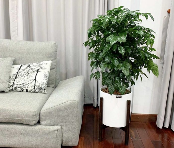 Cây Hạnh Phúc giúp tăng vận khí cho người mệnh Kim