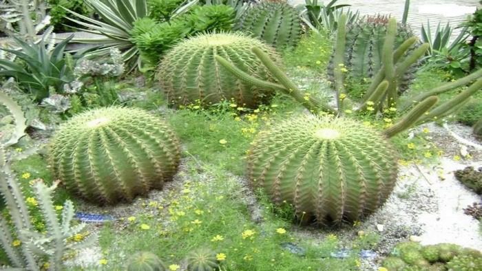 Xương rồng với gai nhọn mang điềm xấu