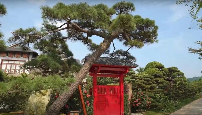 Chiếc cổng biệt thự đậm chất Nhật Bản với gam màu đỏ nổi bật giữa 2 hàng cây xây